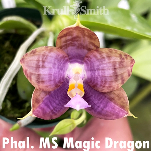 Phalaenopsis MS Magic Dragon