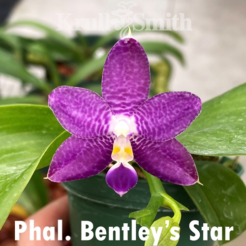 Phalaenopsis Bentley's Star