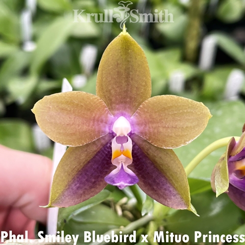 Phalaenopsis Smiley Bluebird x Mituo Princess