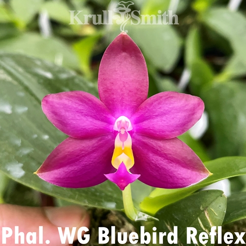 Phalaenopsis WG Bluebird Reflex