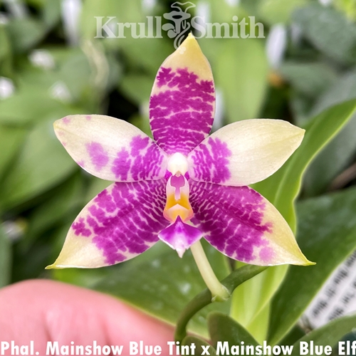 Phalaenopsis Mainshow Blue Elf x Mainshow Blue Tint