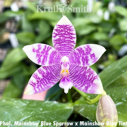 Phalaenopsis Mainshow Blue Sparrow x Mainshow Blue Tint