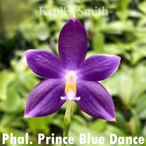 Phalaenopsis Prince Blue Dance