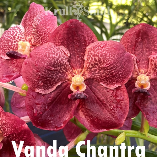 Vanda Chantra