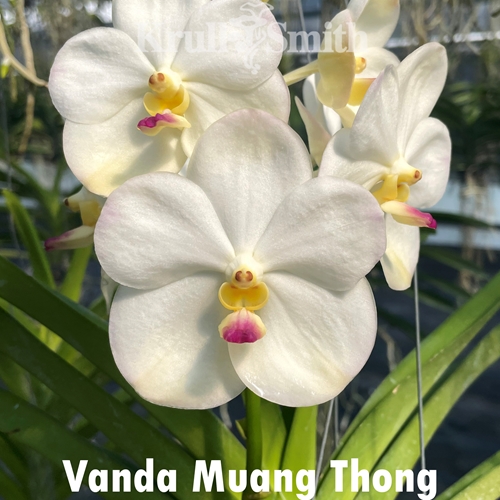 Vanda Muang Thong