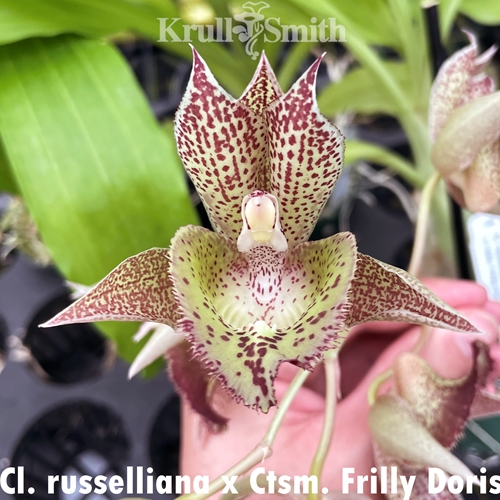 Clowesia russelliana x Ctsm. Frilly Doris