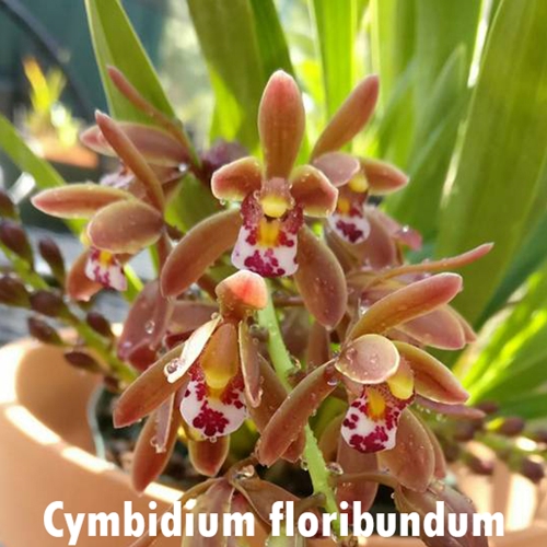 Cymbidium floribundum x Mem. Amelia Earhart