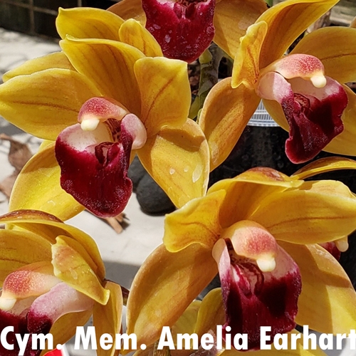 Cymbidium floribundum x Mem. Amelia Earhart Parent 2