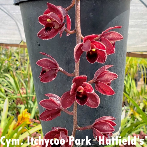 Cymbidium Itchycoo Park x Jacqueline Hatfield