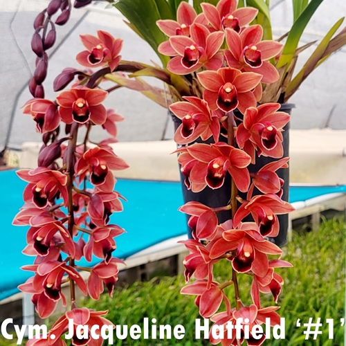 Cymbidium Itchycoo Park x Jacqueline Hatfield Parent 2