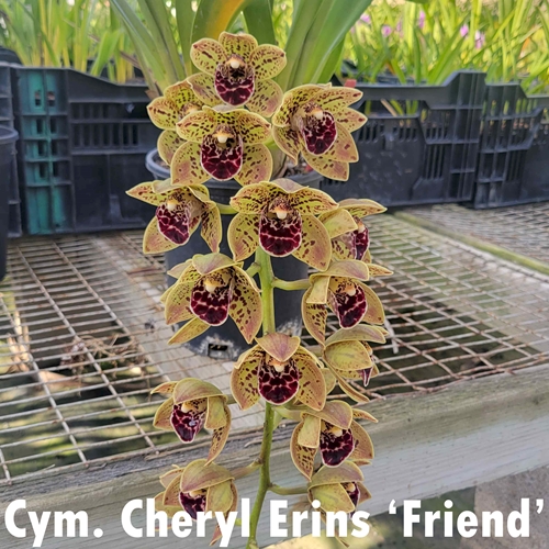 Cymbidium Cheryl Erins x Miss Muffet