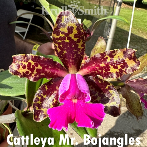 Seedling Parent B Cattleya tigrina x Mr Bojangles