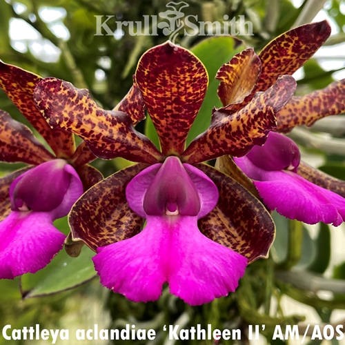 Cattleya aclandiae x Brabantiae Parent 1