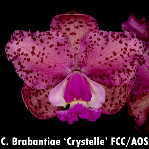 Cattleya aclandiae x Brabantiae Parent 2