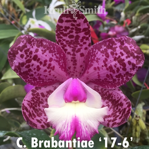 Cattleya Brabantiae x schilleriana Parent 1